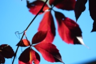Red Leaves (focus 1)